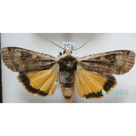 Noctua pronuba (Linnaeus, 1758) Rolnica tasiemka Czech25k